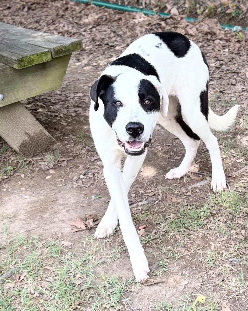 Fat Boy, a Adoptable mixed breed in Little Rock, AR image 3/3