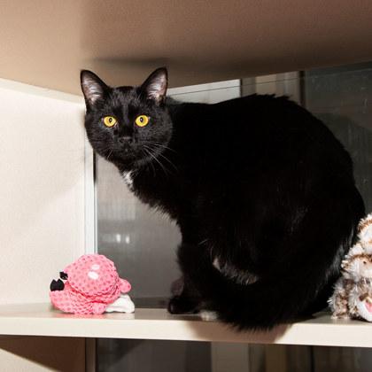 Chia — thumbnail 2