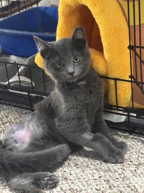 Dorian Gray, adopted, Young Male Domestic Short Hair.