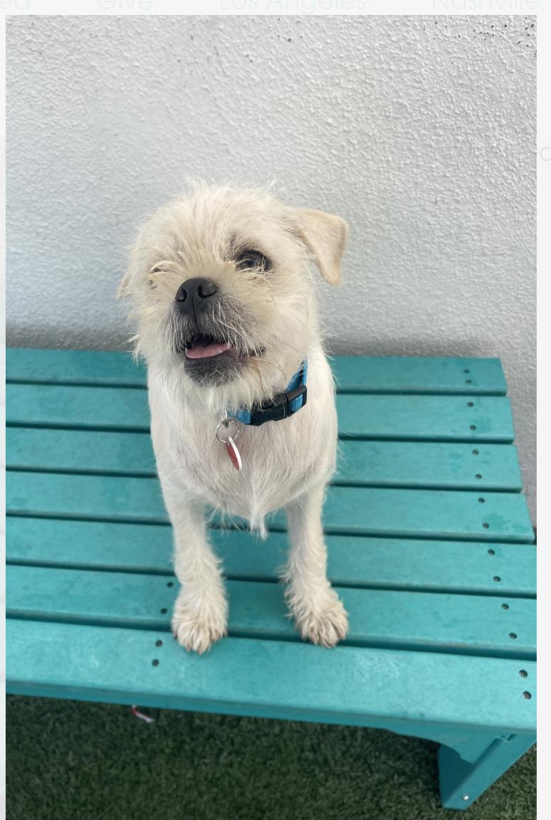 Hello My name is Cortado I was recently rescued so the people at Wags are stil