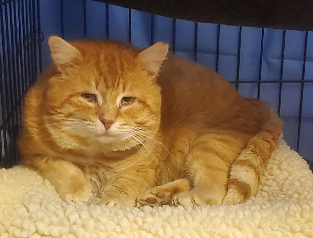 Enlarge Icicle, a Adoptable mixed breed in Olean, NY image 1/1