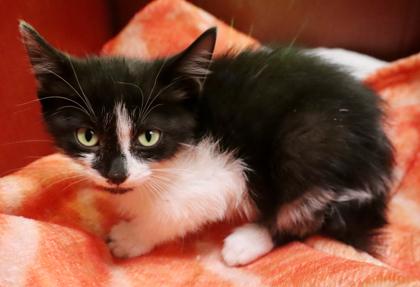 Lemon Pepper, Adoptable, Kitten Female Domestic Short Hair & Domestic Short Hair.