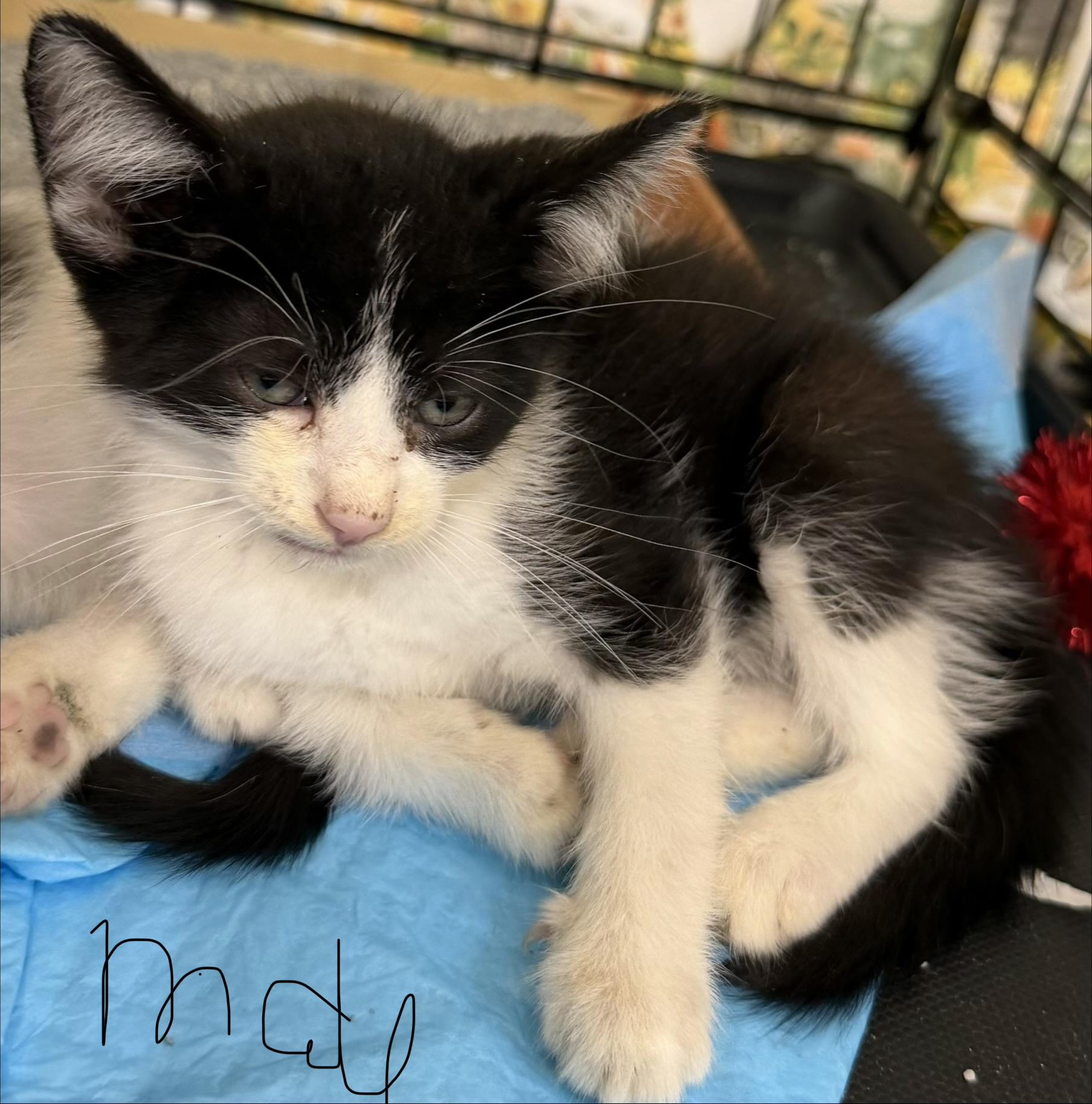 Loki, a Adoptable Domestic Short Hair in Bridgeton, NC image 2/2