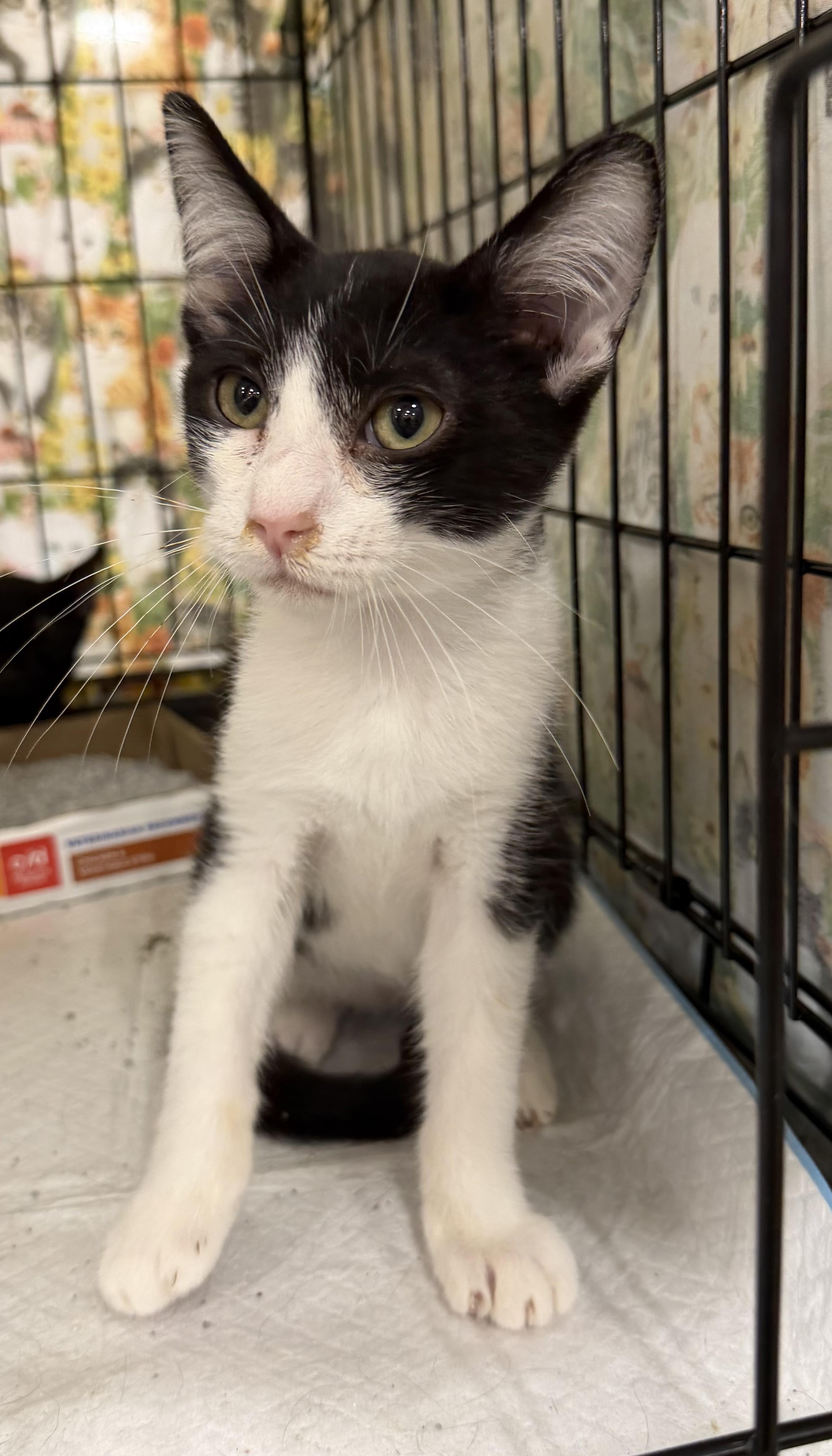 Enlarge Loki, a Adopted Domestic Short Hair in Bridgeton, NC image 1/3