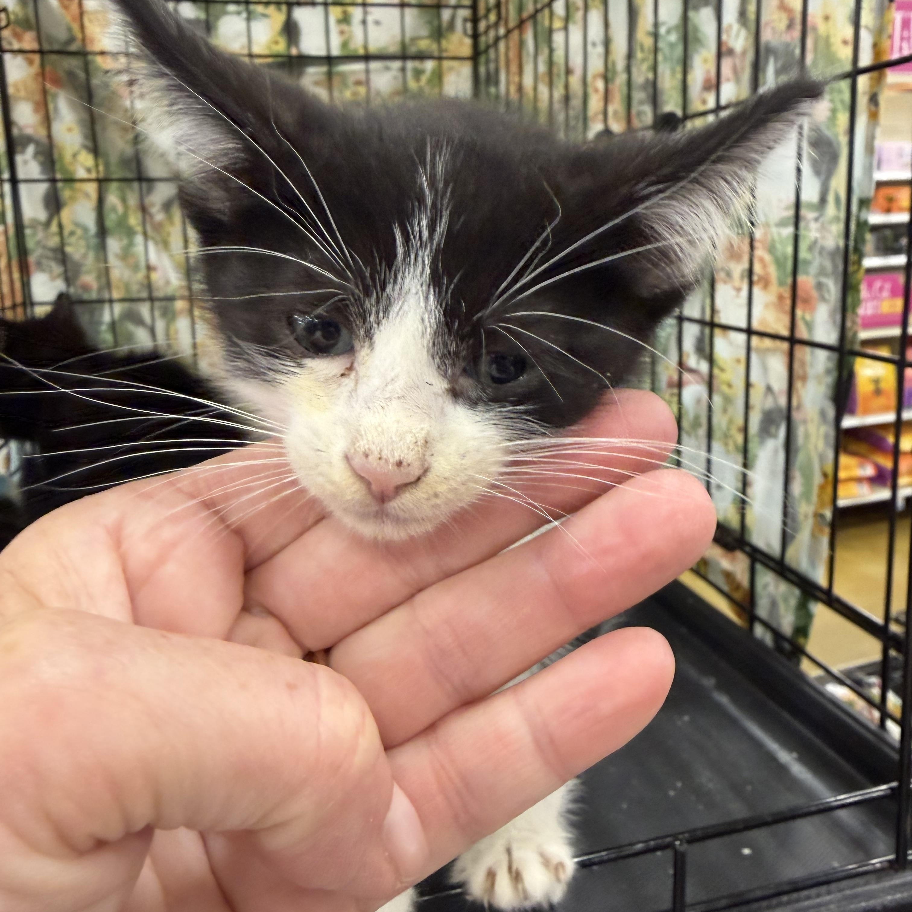 Loki, Adoptable, Kitten Male Domestic Short Hair.