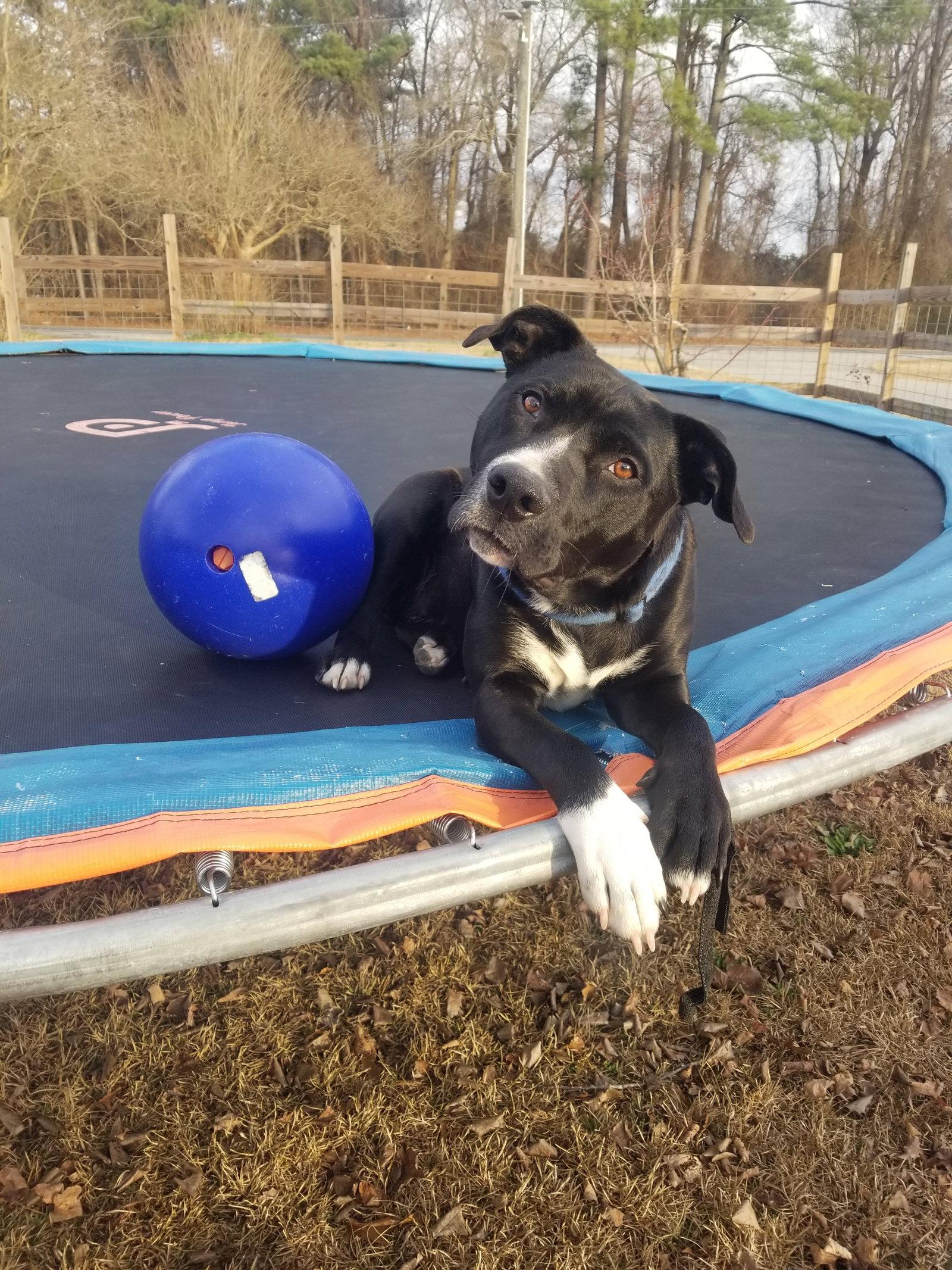 Raven, Adoptable, Young Female Retriever & Terrier.