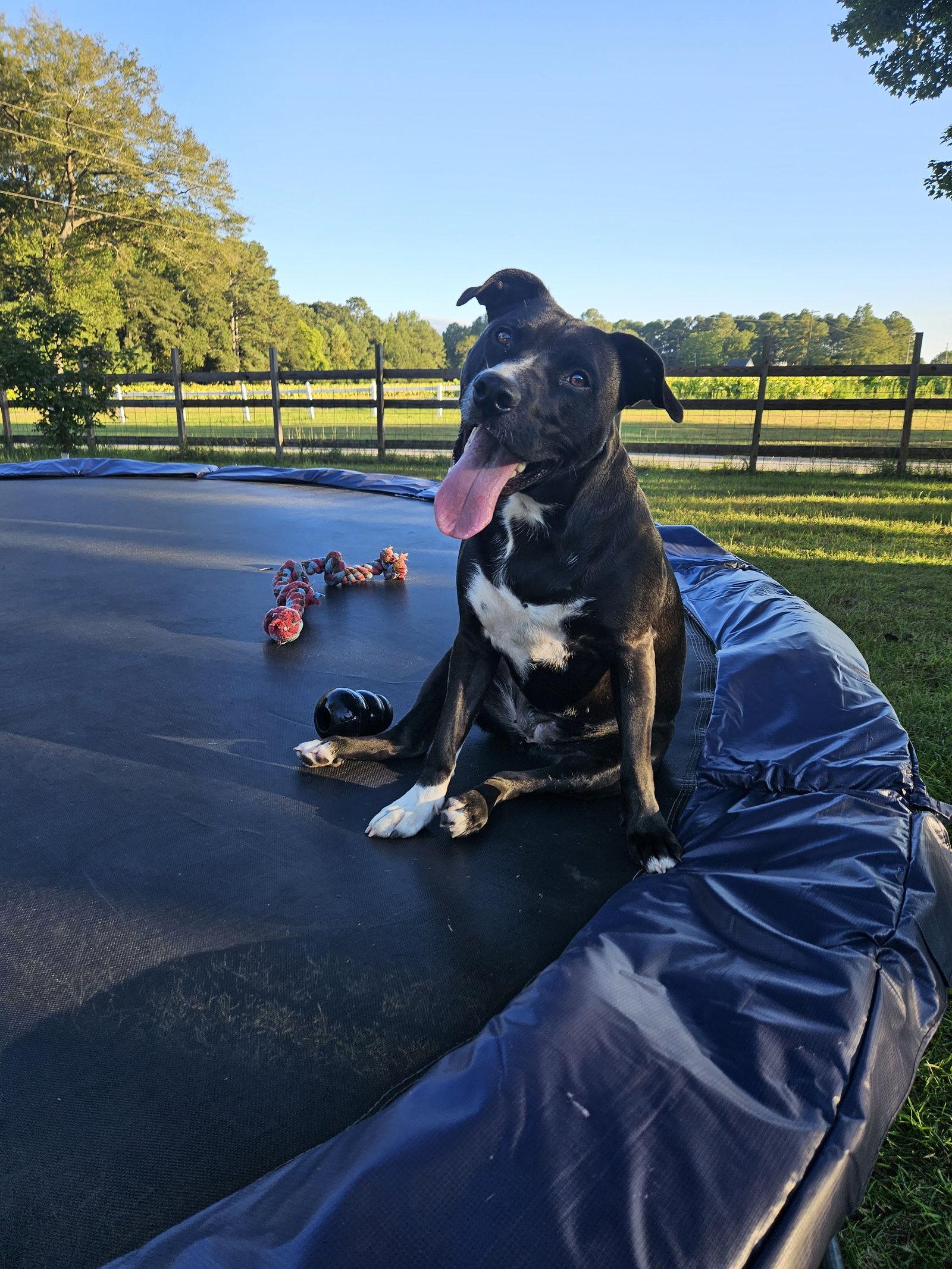 Raven, a Adoptable mixed breed in Spring Lake, NC image 2/3