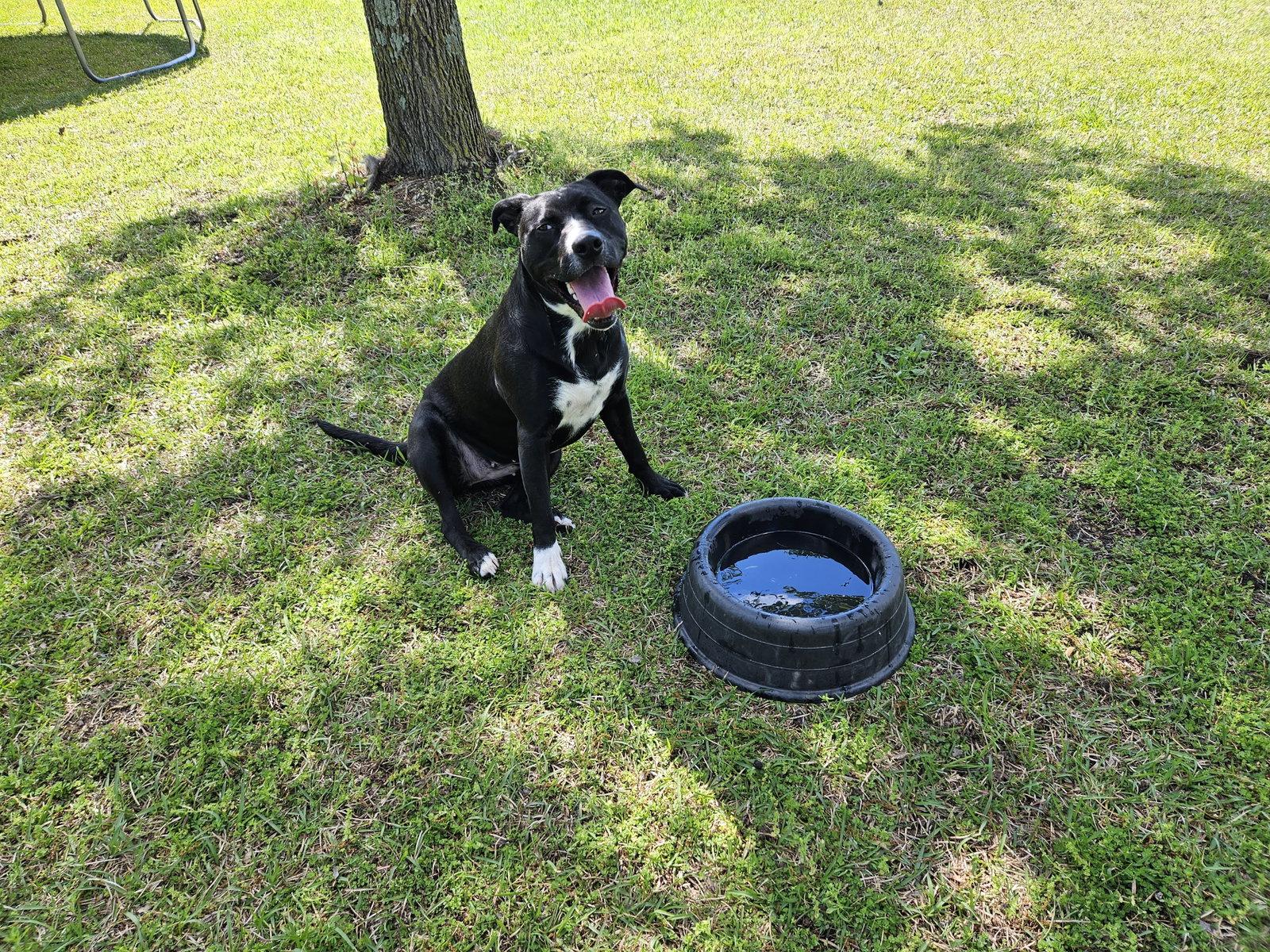 Raven, a Adoptable mixed breed in Spring Lake, NC image 3/3