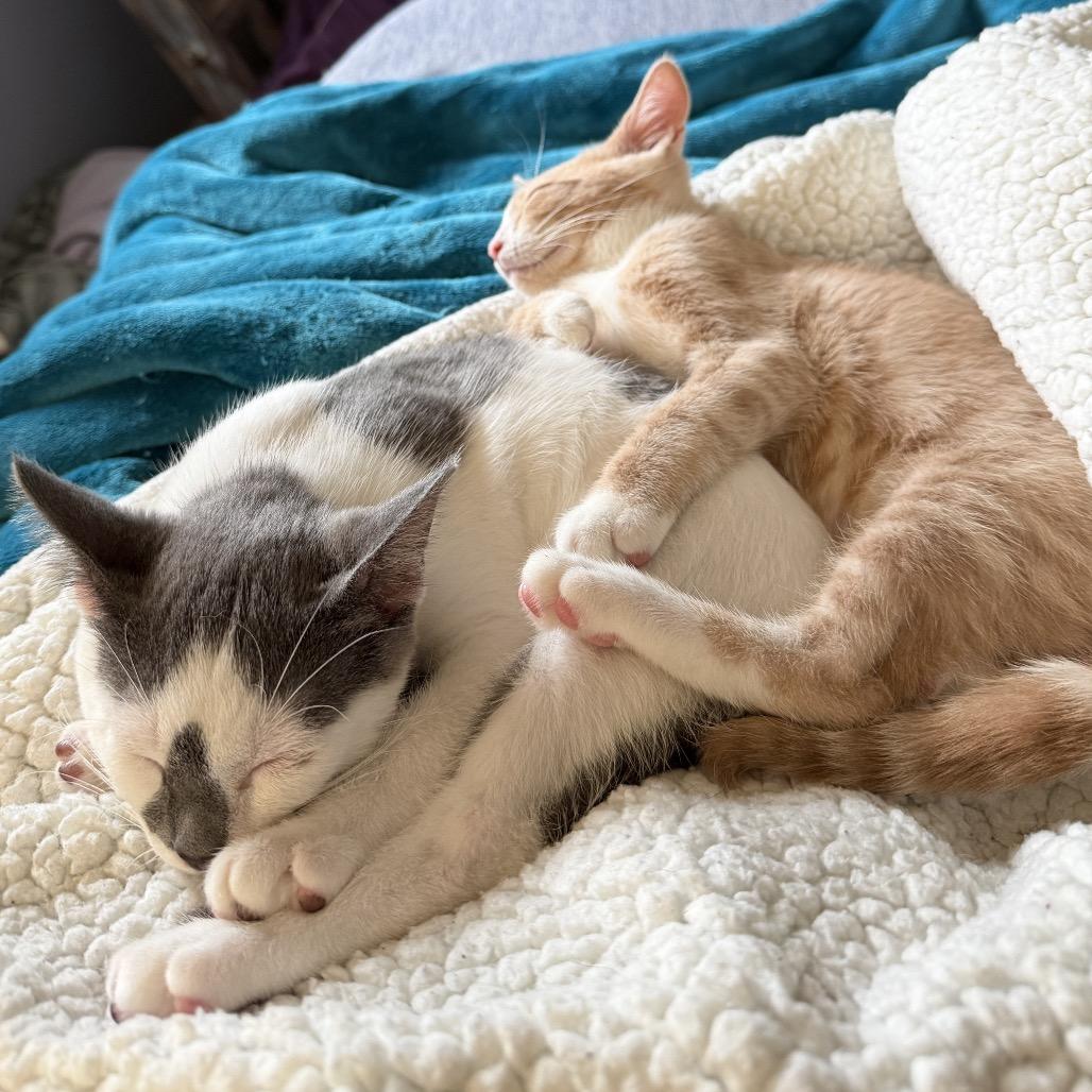 Geminus, Adoptable, Kitten Male Domestic Short Hair.