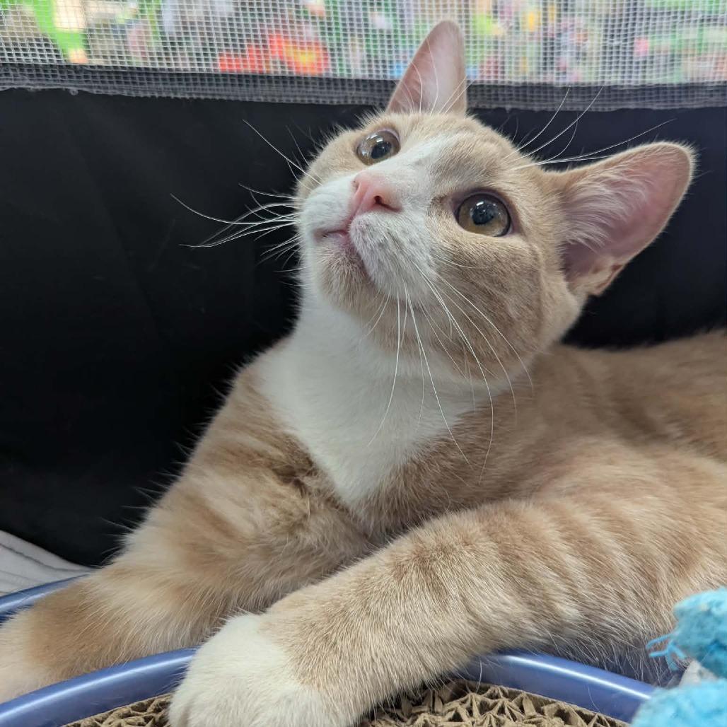 Geminus, Adoptable, Young Male Domestic Short Hair.