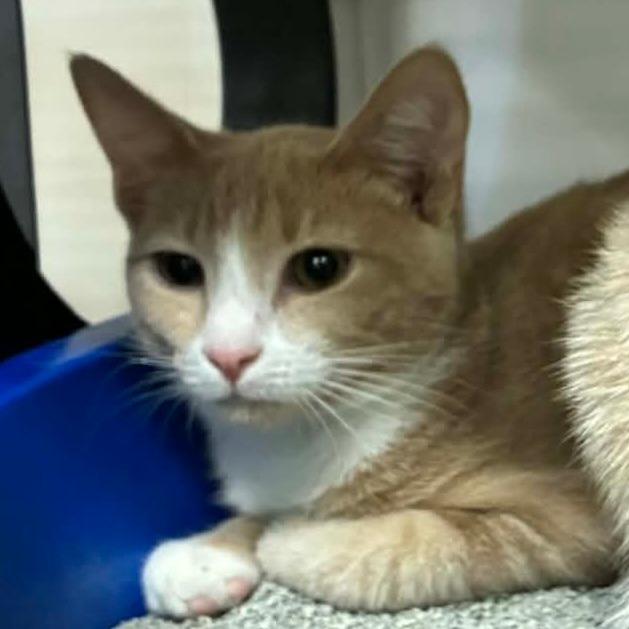 Enlarge Geminus, a Adoptable Domestic Short Hair in Ephrata, PA image 2/5