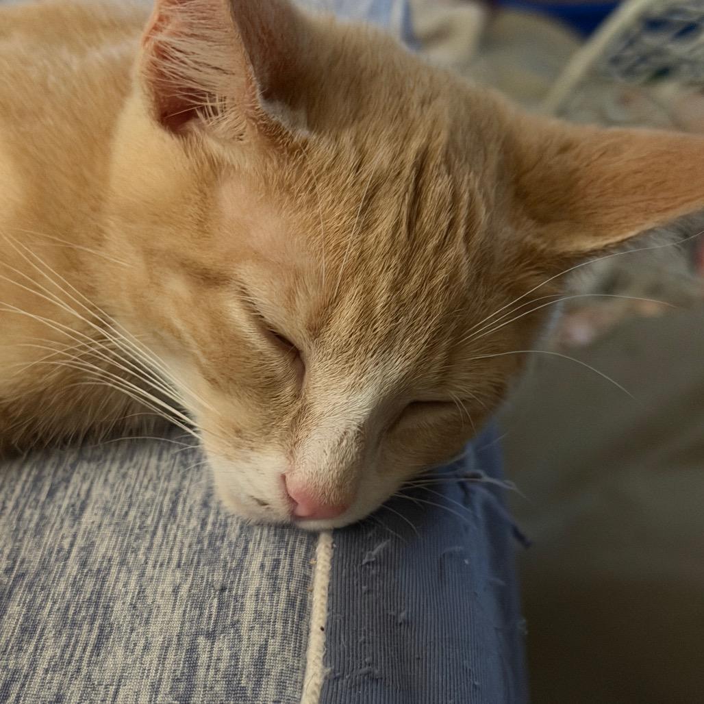 Enlarge Geminus, a Adoptable Domestic Short Hair in Ephrata, PA image 3/5