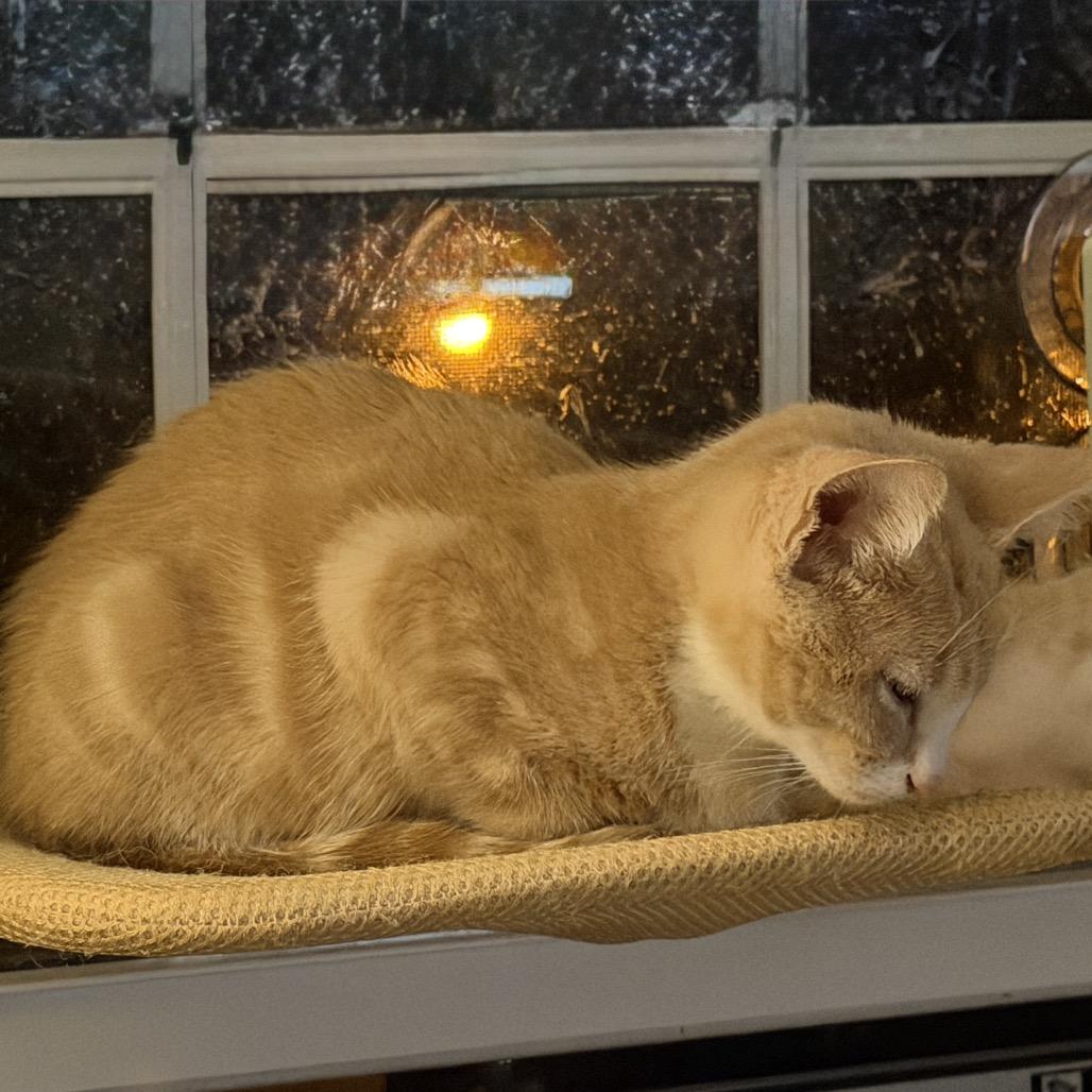 Enlarge Geminus, a Adoptable Domestic Short Hair in Ephrata, PA image 4/5