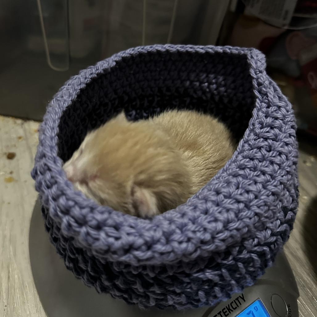 Enlarge Geminus, a Adoptable Domestic Short Hair in Ephrata, PA image 5/5