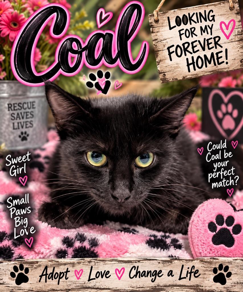 Enlarge Coal, a Adoptable Domestic Short Hair in Shelbyville, TN image 1/1