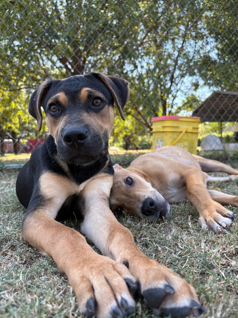 Brooks, Adoptable, Young Male Hound.