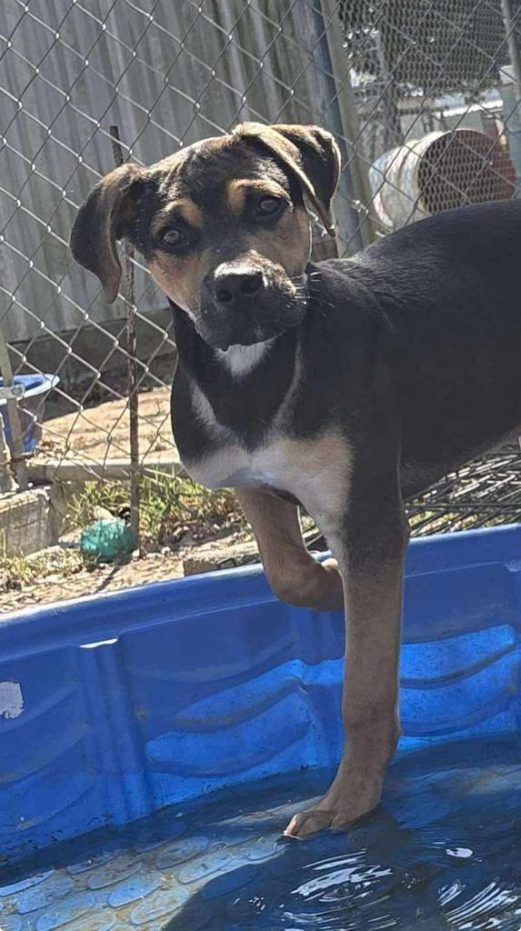 Enlarge Brooks, a Adoptable Hound in Ada, OK image 2/2