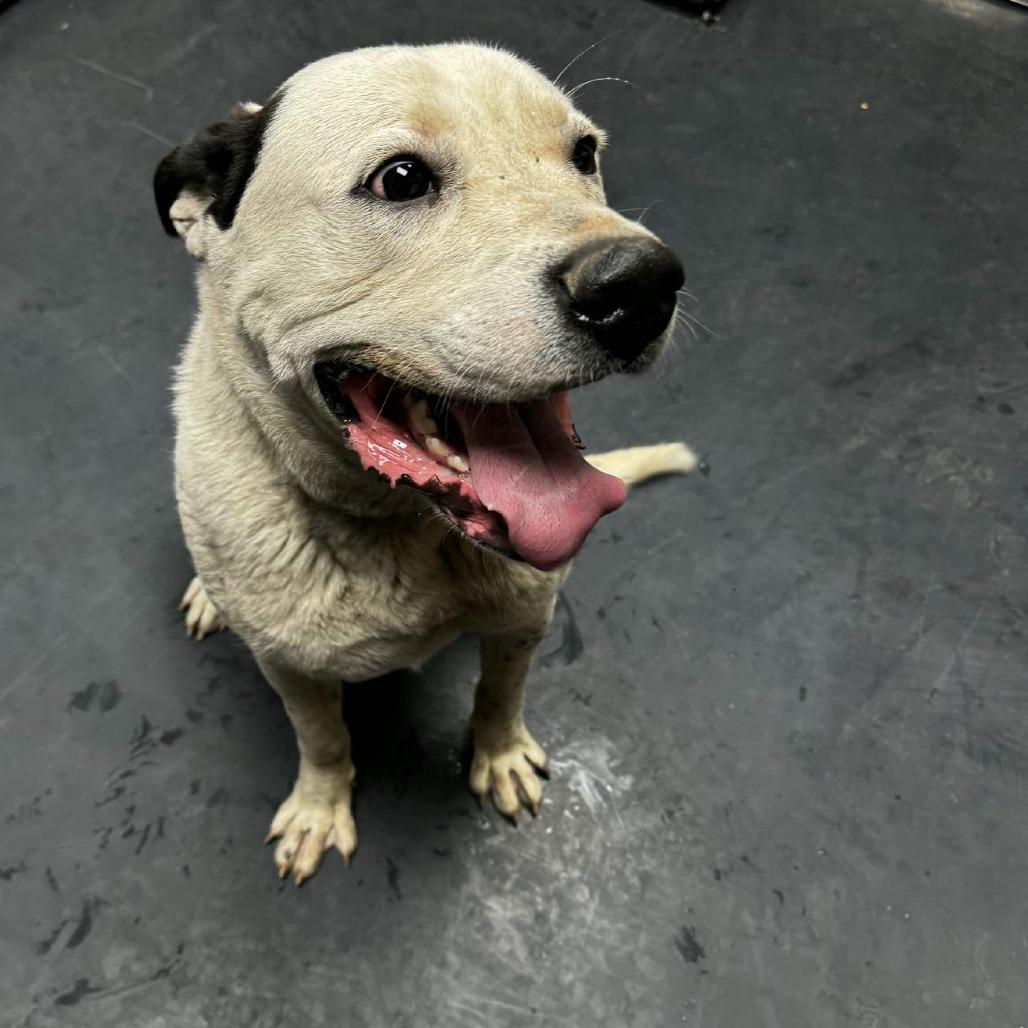 Pongo, Adoptable, Adult Male Labrador Retriever.