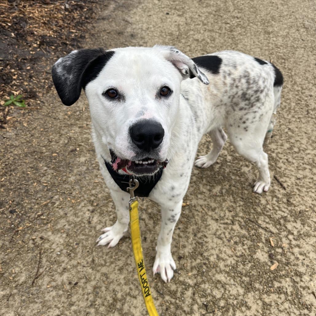 Enlarge Pongo, a Adoptable mixed breed in Manhattan, KS image 2/6