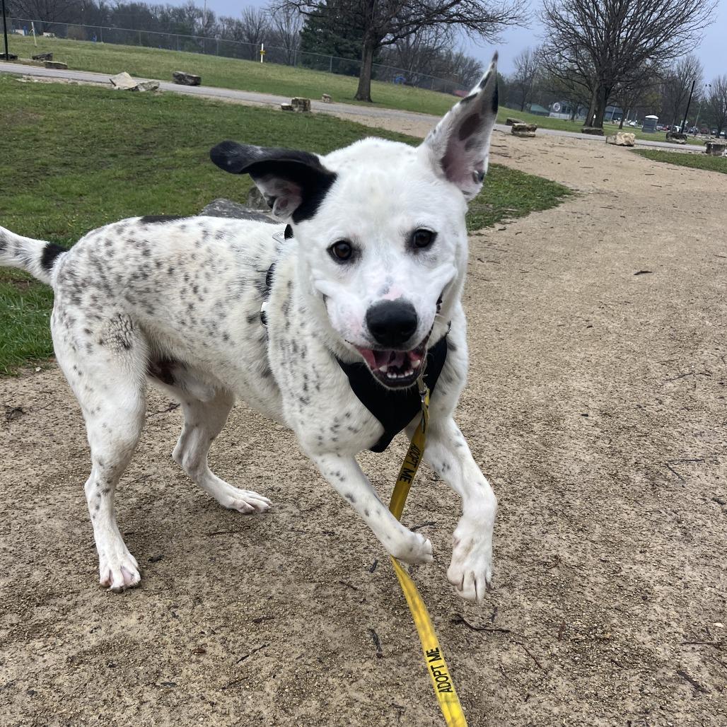 Enlarge Pongo, a Adoptable mixed breed in Manhattan, KS image 3/6