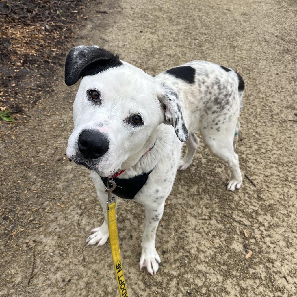 Enlarge Pongo, a Adoptable mixed breed in Manhattan, KS image 4/6