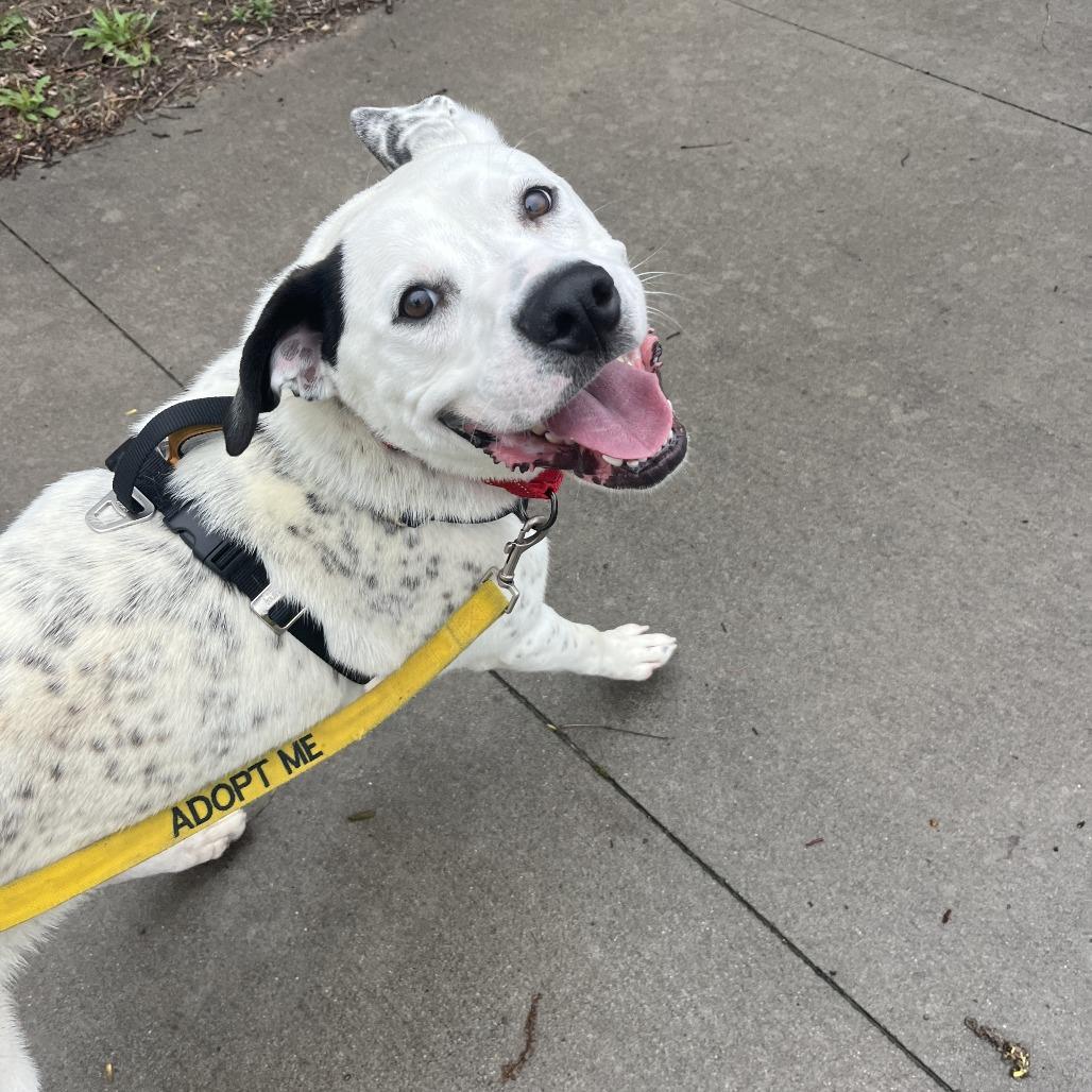 Enlarge Pongo, a Adoptable mixed breed in Manhattan, KS image 5/6