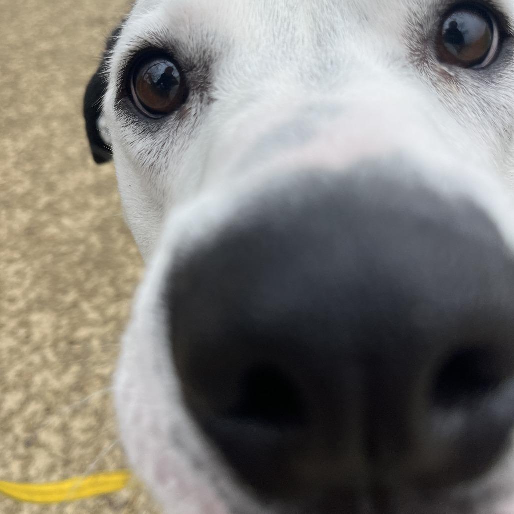Enlarge Pongo, a Adoptable mixed breed in Manhattan, KS image 6/6