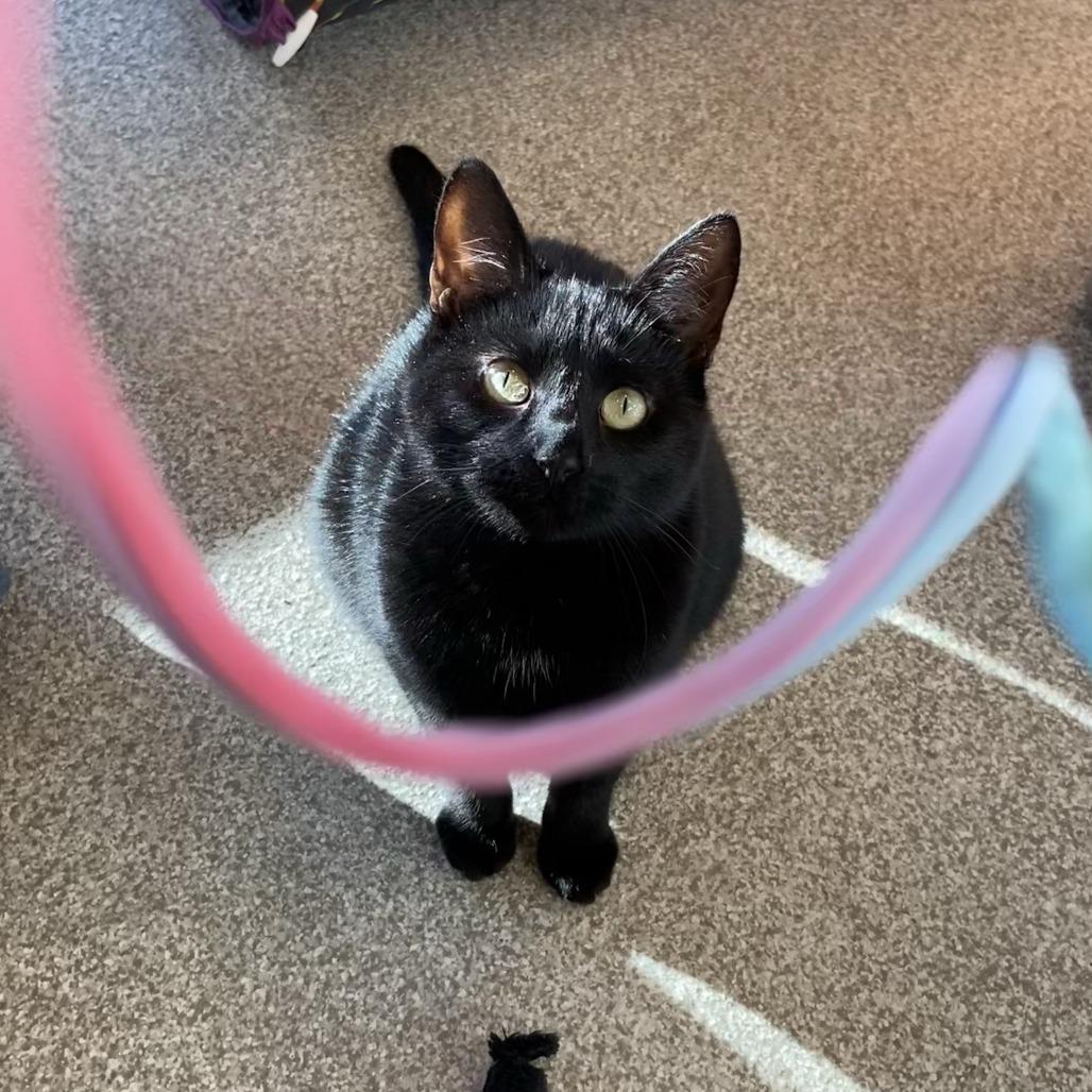 Adela, Adoptable, Adult Female Domestic Short Hair.