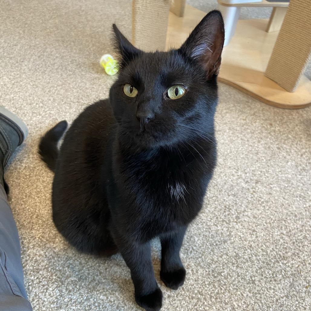 Enlarge Adela, a Adoptable Domestic Short Hair in Washington Township, OH image 2/2