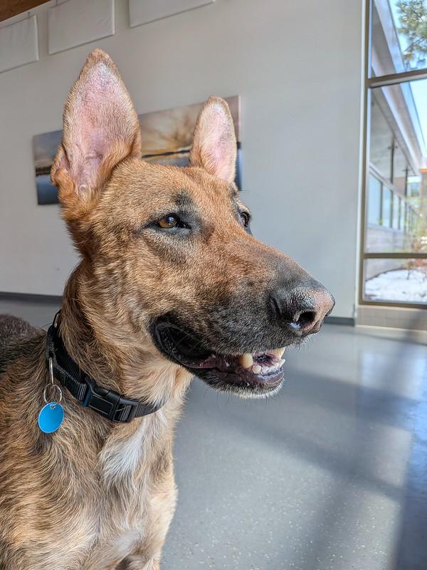 Enlarge Duke, a ADOPTABLE Mixed Breed in Truckee, CA image 3/4