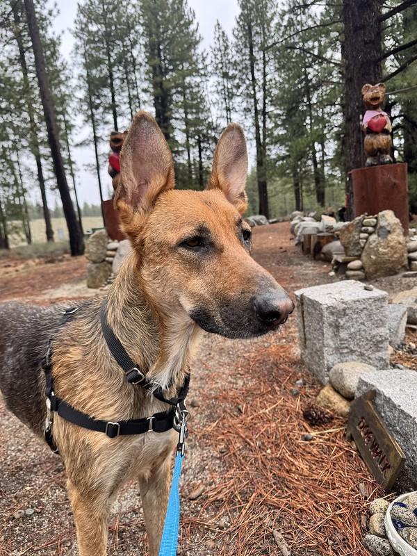 Enlarge Duke, a ADOPTABLE Mixed Breed in Truckee, CA image 4/4