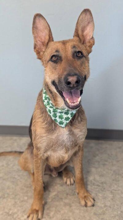 Enlarge Duke, a ADOPTABLE Mixed Breed in Truckee, CA image 2/4