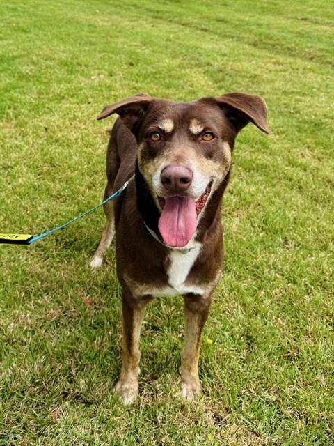 NINO, Adoptable, Adult Male Australian Kelpie & Mixed Breed.