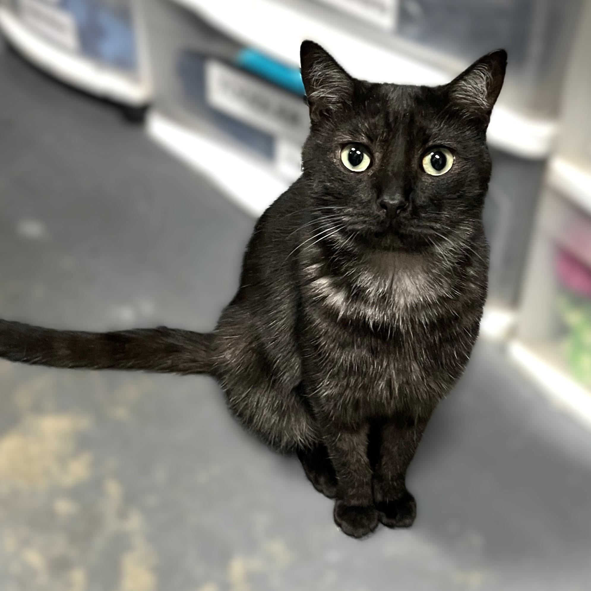 Marbles, Young Male Domestic Short Hair