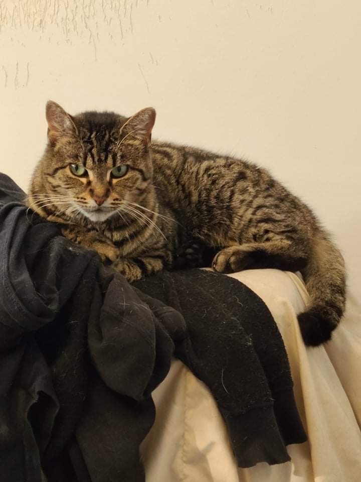 Enlarge Precious, a Adoptable mixed breed in Chateauguay, QC image 2/6