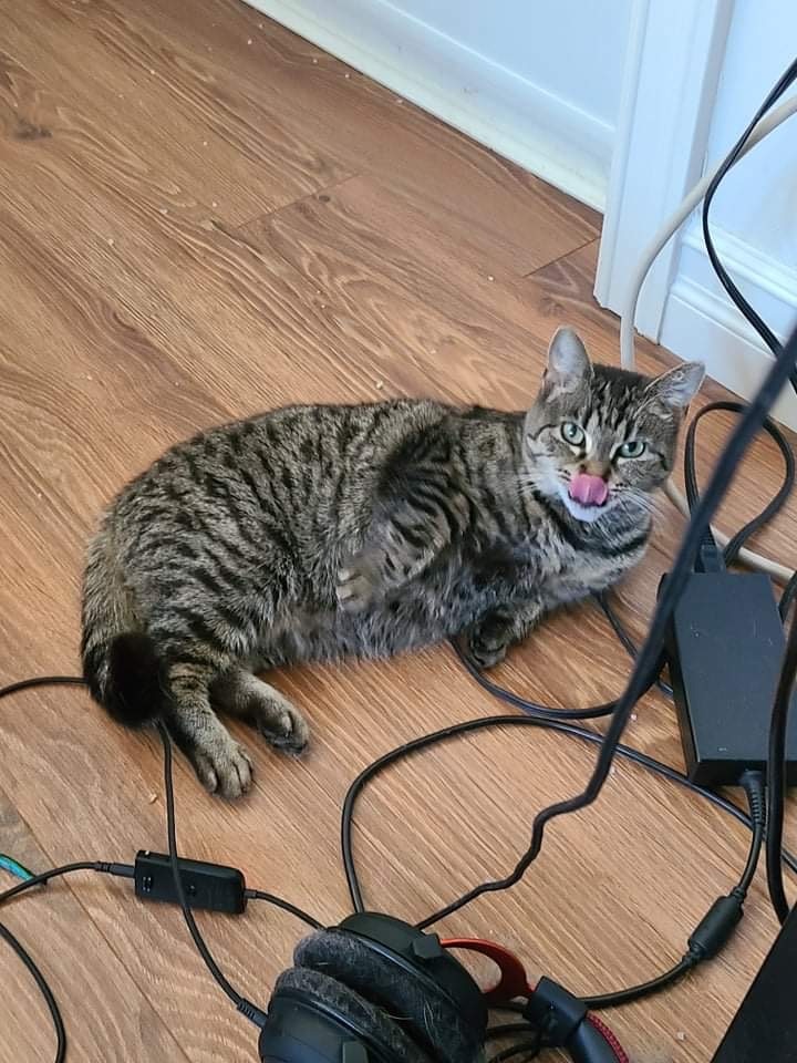 Enlarge Precious, a Adoptable mixed breed in Chateauguay, QC image 3/6