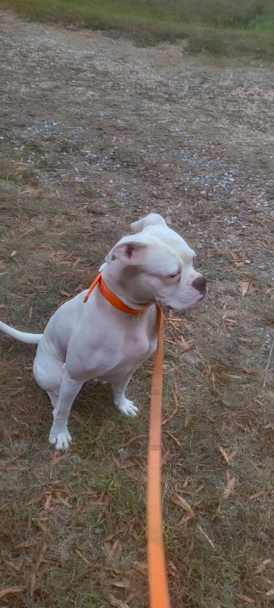 Noah (Community Assist)