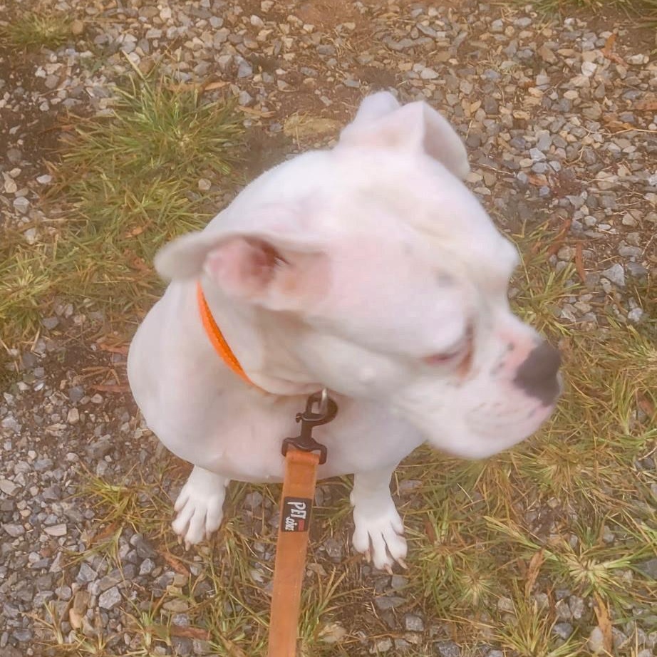 Noah (Community Assist)