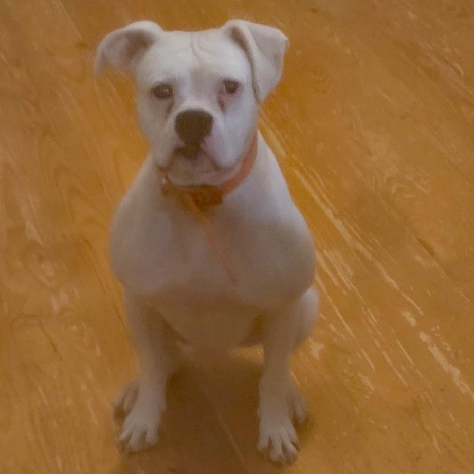 Noah (Community Assist)