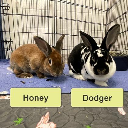 Honey, Adoptable, Adult Female Rex.