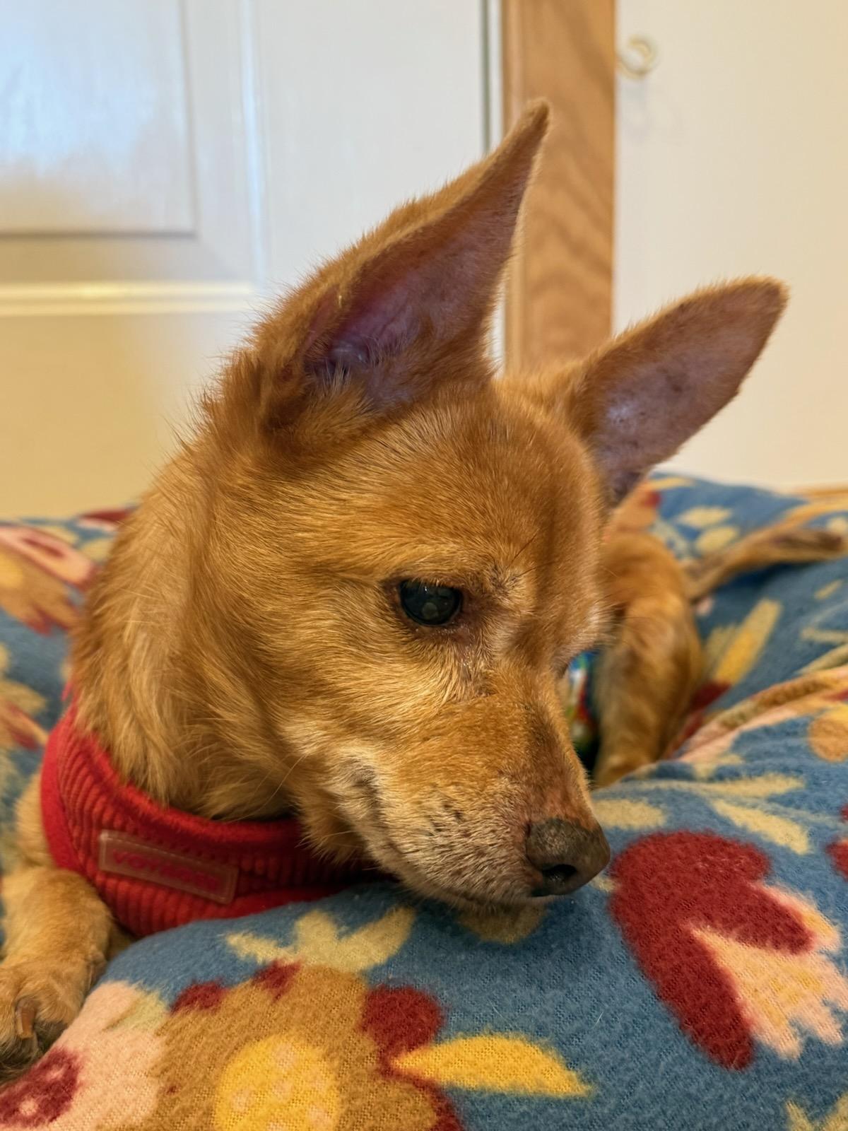 Enlarge Johnny (VA) update!, a Adoptable mixed breed in Fairfield, VA image 1/3