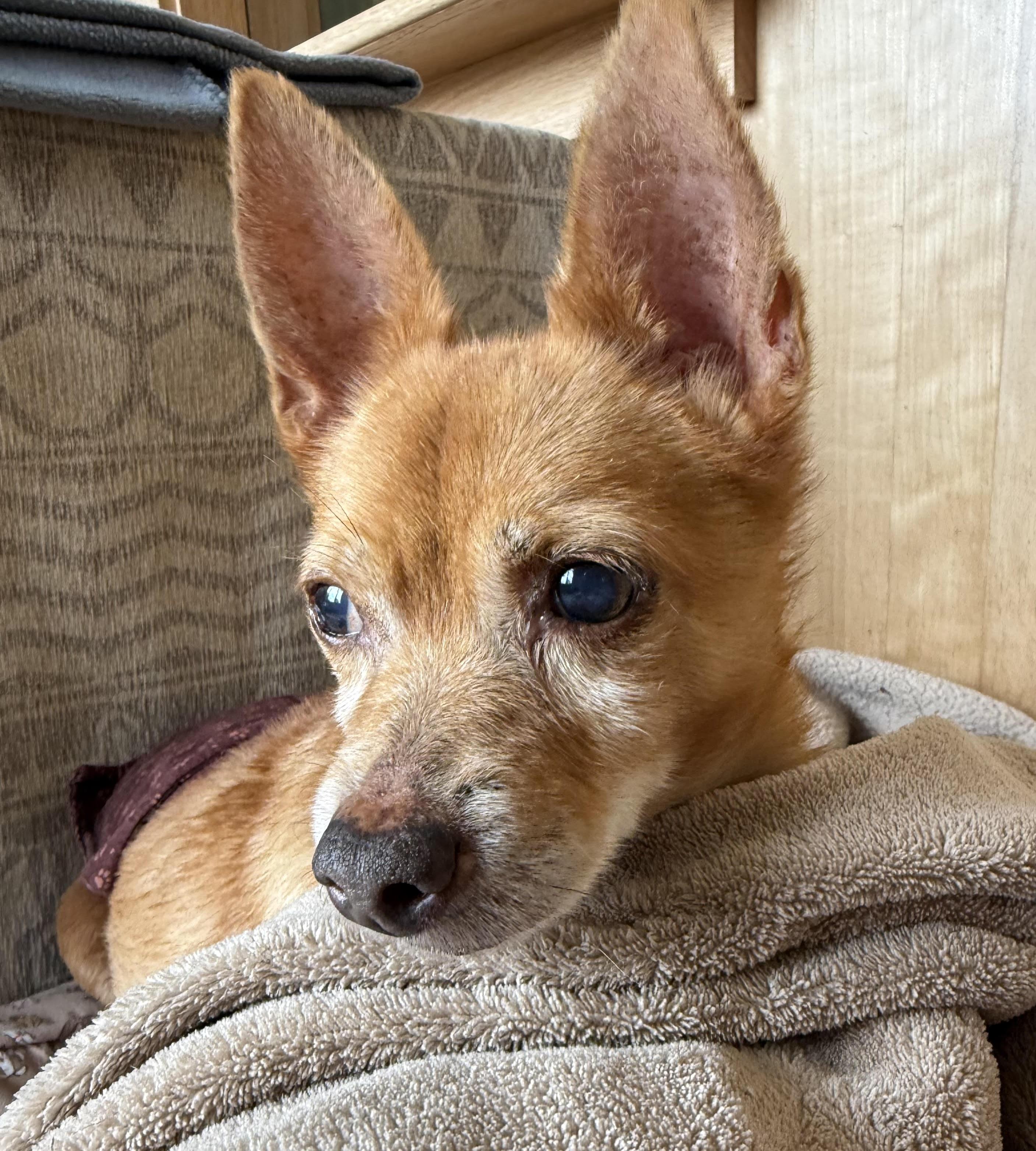 Johnny (VA) new update!, Adoptable, Adult Male Chihuahua & Jack Russell Terrier.