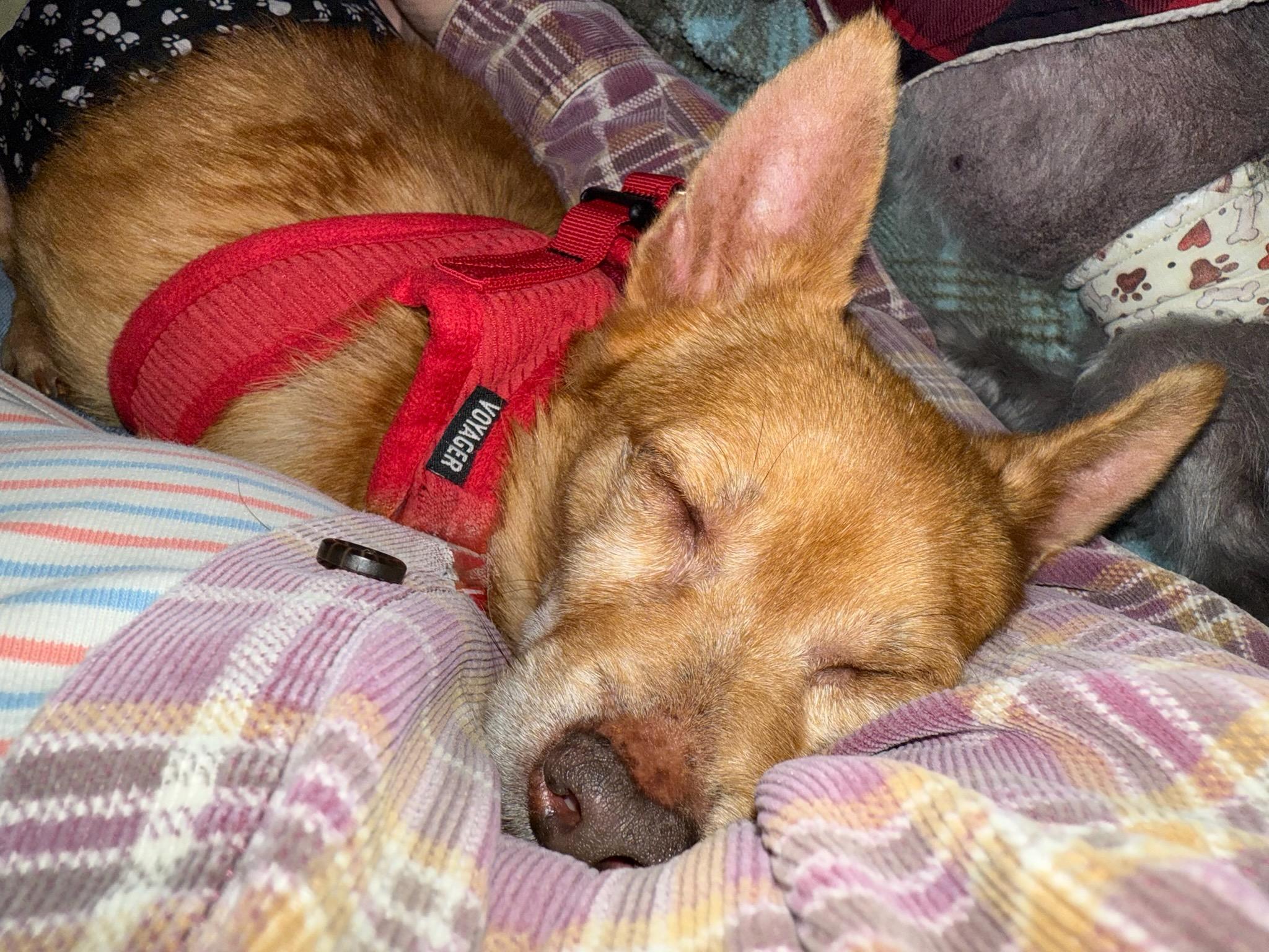 Enlarge Johnny (VA) update!, a Adoptable mixed breed in Fairfield, VA image 3/3