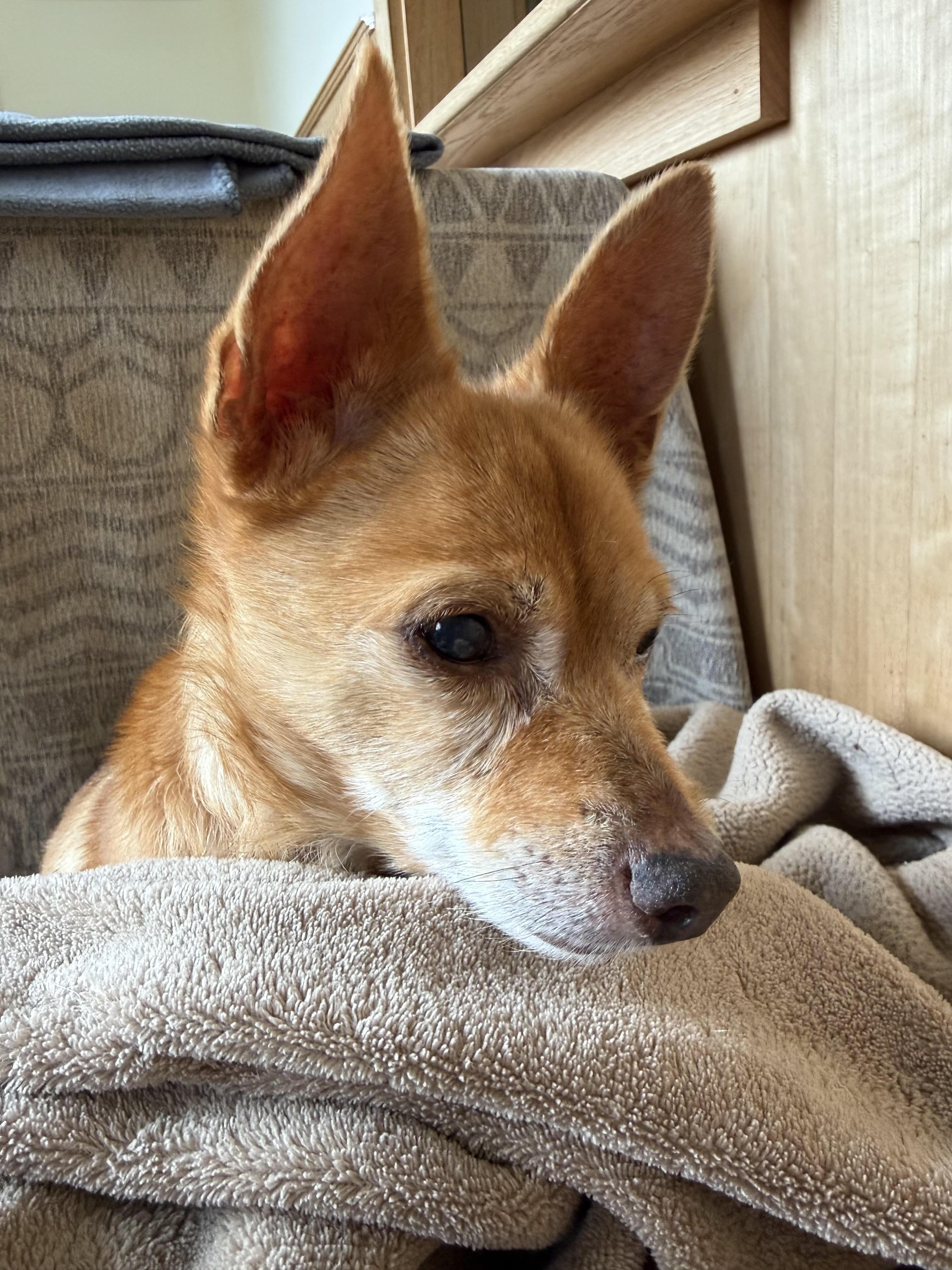 Enlarge Johnny (VA) new update!, a Adoptable mixed breed in Fairfield, VA image 2/3