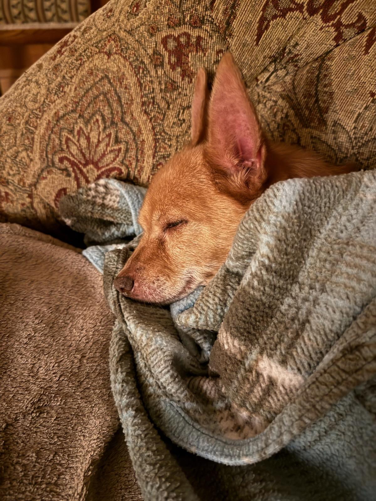 Enlarge Johnny (VA) new update!, a Adoptable mixed breed in Fairfield, VA image 3/3