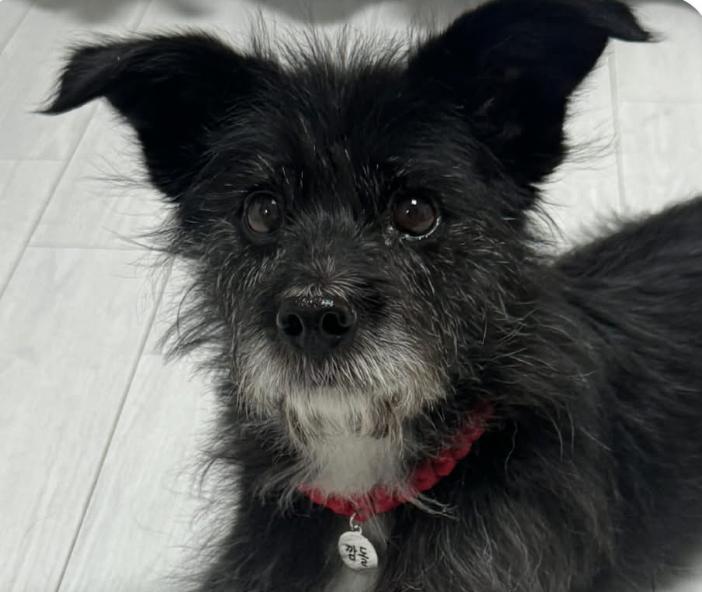 Charlie, ADOPTABLE, Adult Male Terrier.