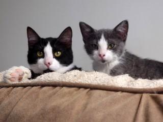 Enlarge Tibbs, a ADOPTABLE mixed breed in Anaconda, MT image 2/2