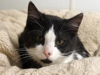 Tibbs, ADOPTABLE, Young Male Domestic Short Hair.