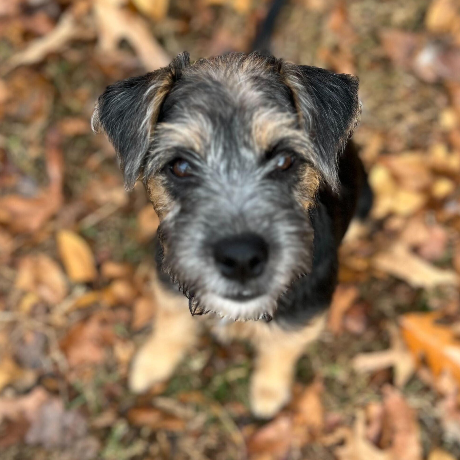 Enlarge MORENA, an adopted mixed breed in Fuquay Varina, NC image 2/3