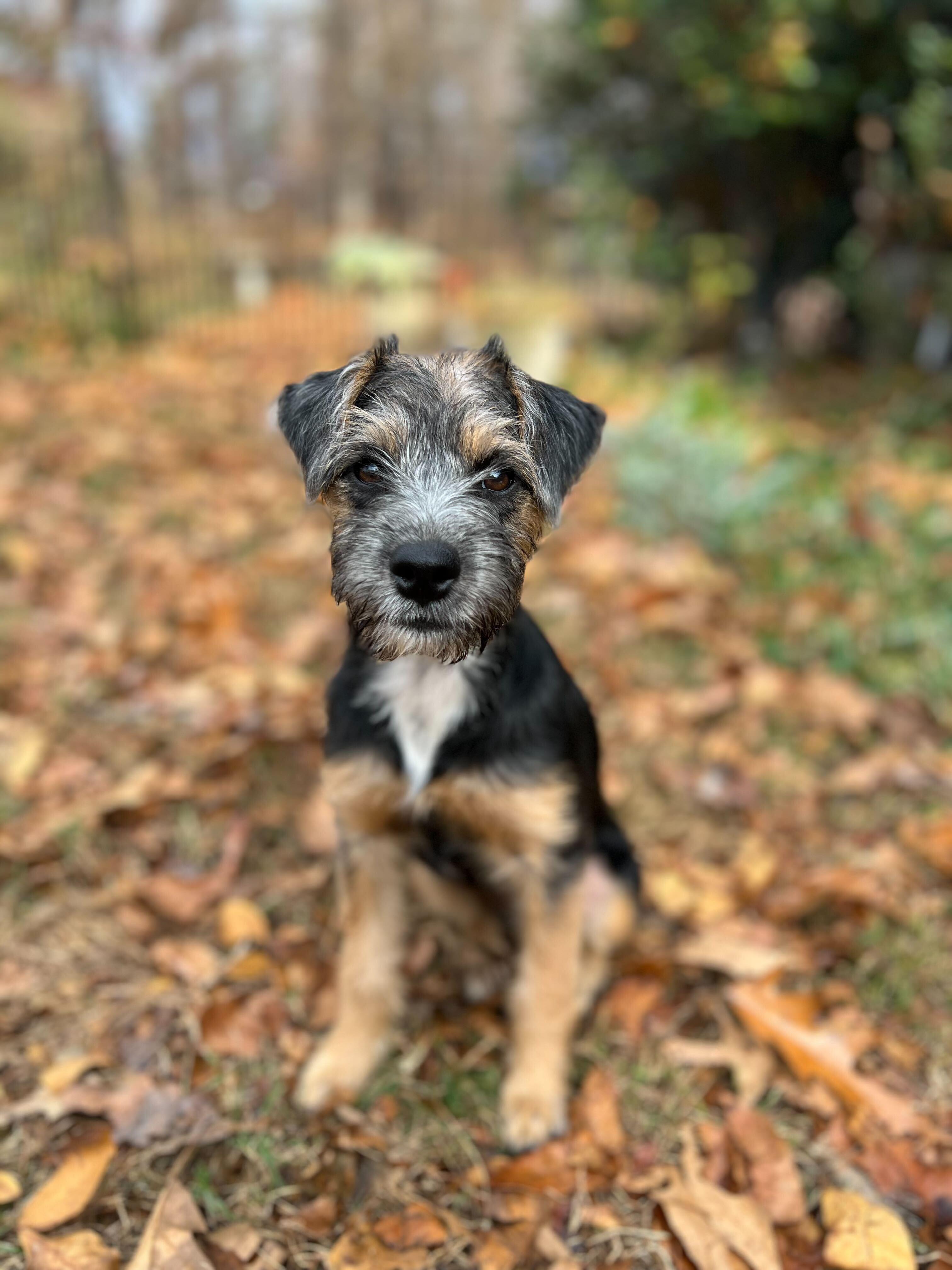 Enlarge MORENA, an adopted mixed breed in Fuquay Varina, NC image 1/3